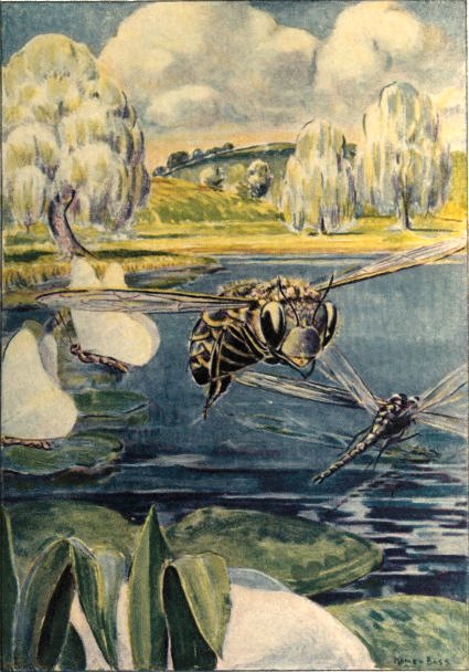Maya lifted her wings, buzzed farewell to the lake, and flew inland